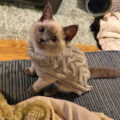 These Cat Cardigan Sweaters Are An Adorable Way To Keep You Kitty Cozy This Winter