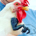 You Can Now Get Tiny T-Rex Chicken Arms For Your Backyard Fowl