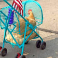 People Are Now Making Chicken Strollers To Take Their Chickens on Walks