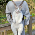 This Cat Backpack Looks Like a Real Live Cat