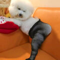 There's a Pair Of Tiny Fishnet Stockings You Can Get For Your Dog, and We Don't Know Why