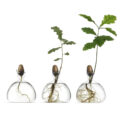 This Acorn Growing Vase Helps You Grown Your Own Oak Tree