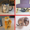 The Cat Lady Starter Pack