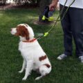 Hyper Pet Cool Down Doggie: A Dog Leash With A Misting Water Sprayer