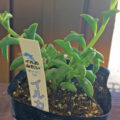 This Dolphin Shaped Succulent Plant Looks Like Dolphins Jumping Out Of The Water