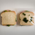 These Anti-Theft Lunch Bags Makes It Look Like Your Sandwich Is Moldy