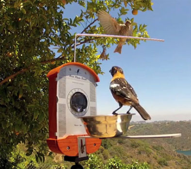 Bird Feeder Photo Booth