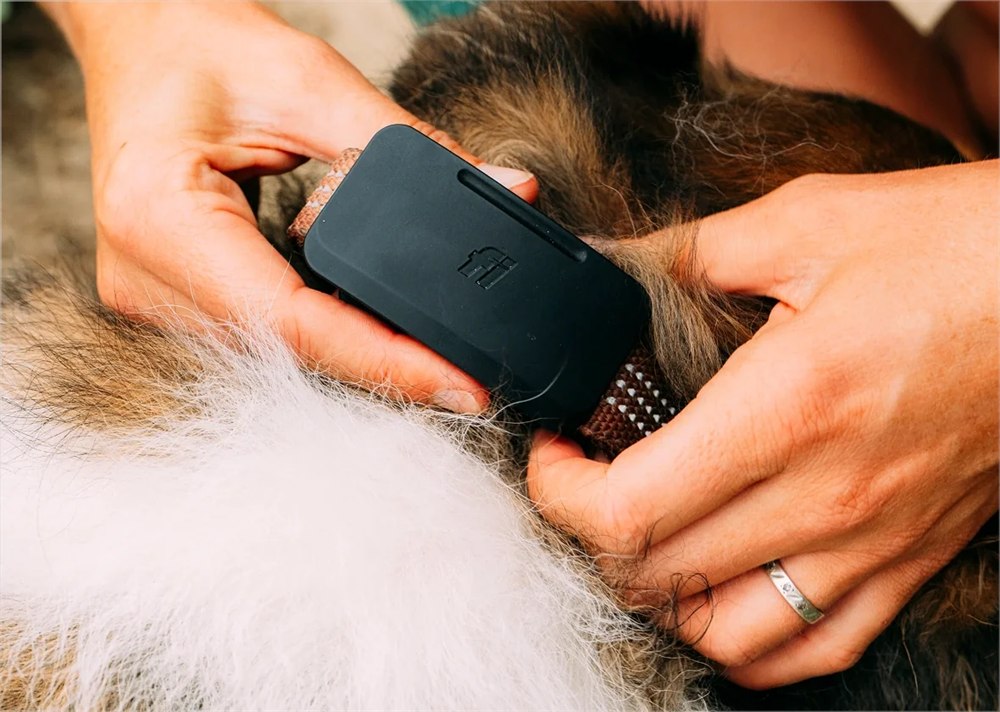 Fi Ultra tracker being attached to a dog collar