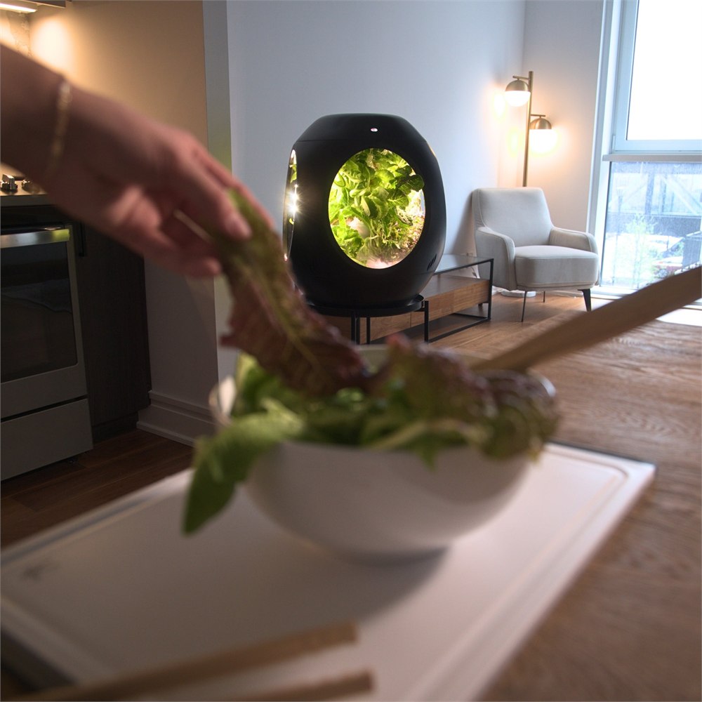 Fresh greens being rinsed after harvesting from the Plantaform garden