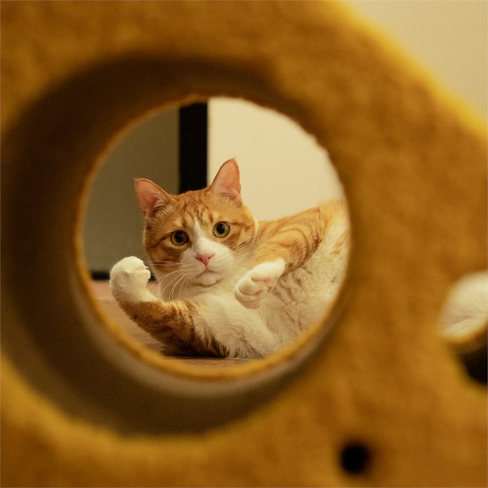 Pet JoJo Cloud Lounge sculptural beige cat scratcher article view 6