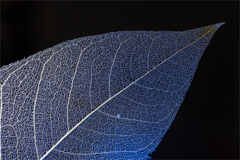 Skeleton leaf macro photo lit with blue Adaptalux macro lighting