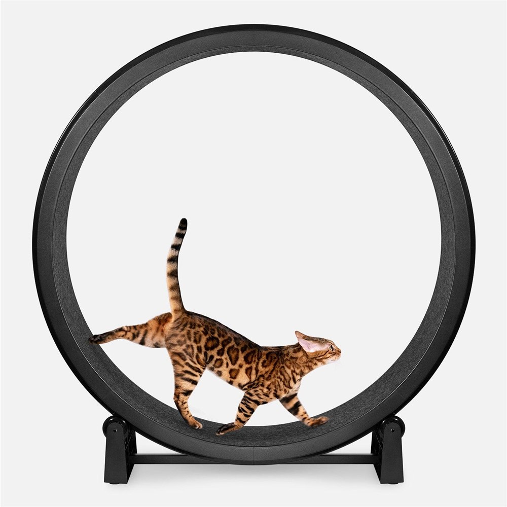 Bengal cat walking inside the black One Fast Cat Gen 7 exercise wheel
