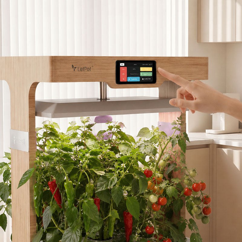 Touchscreen controls above the upper tomato plants