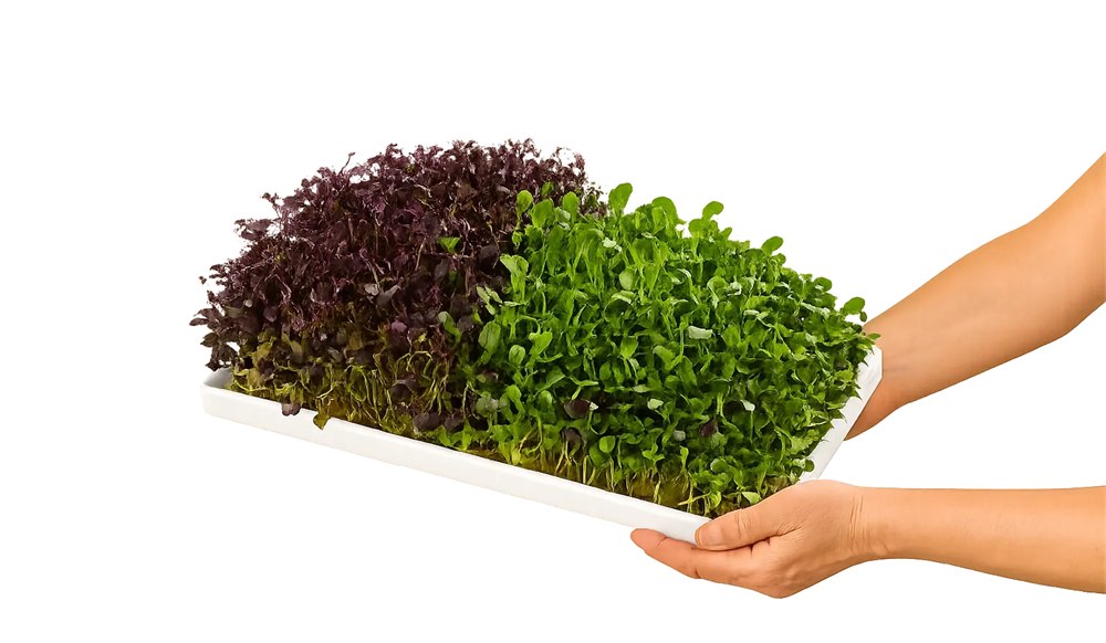 Fresh microgreens on a Home Harvest growing tray